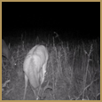 2012 C and S Trailcam Pic