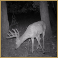 2012 C and S Trailcam Pic