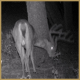 2012 C and S Trailcam Pic