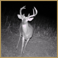 2012 C and S Trailcam Pic