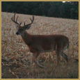 2012 C and S Trailcam Pic