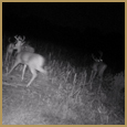 2012 C and S Trailcam Pic