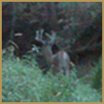 2012 C and S Trailcam Pic