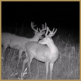 2012 C and S Trailcam Pic