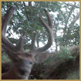 2012 C and S Trailcam Pic