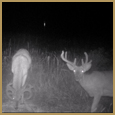 2012 C and S Trailcam Pic