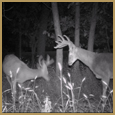 2012 C and S Trailcam Pic