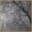 2012 C and S Trailcam Pic