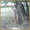 2012 C and S Trailcam Pic