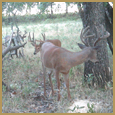 2012 C and S Trailcam Pic