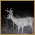 2012 C and S Trailcam Pic