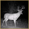 2012 C and S Trailcam Pic