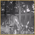 2012 C and S Trailcam Pic