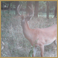 2012 C and S Trailcam Pic