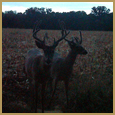 2012 C and S Trailcam Pic