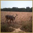 2012 C and S Trailcam Pic