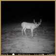 2012 C and S Trailcam Pic