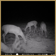 2012 C and S Trailcam Pic