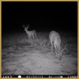 2012 C and S Trailcam Pic