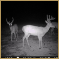 2012 C and S Trailcam Pic