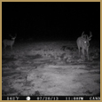 2012 C and S Trailcam Pic