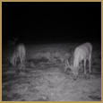 2012 C and S Trailcam Pic