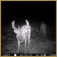 2012 C and S Trailcam Pic