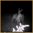 2012 C and S Trailcam Pic