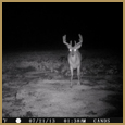 2012 C and S Trailcam Pic