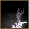 2012 C and S Trailcam Pic