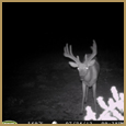 2012 C and S Trailcam Pic