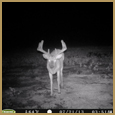 2012 C and S Trailcam Pic