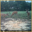 2012 C and S Trailcam Pic